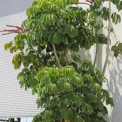 thumbnail for publication: Schefflera actinophylla: Schefflera